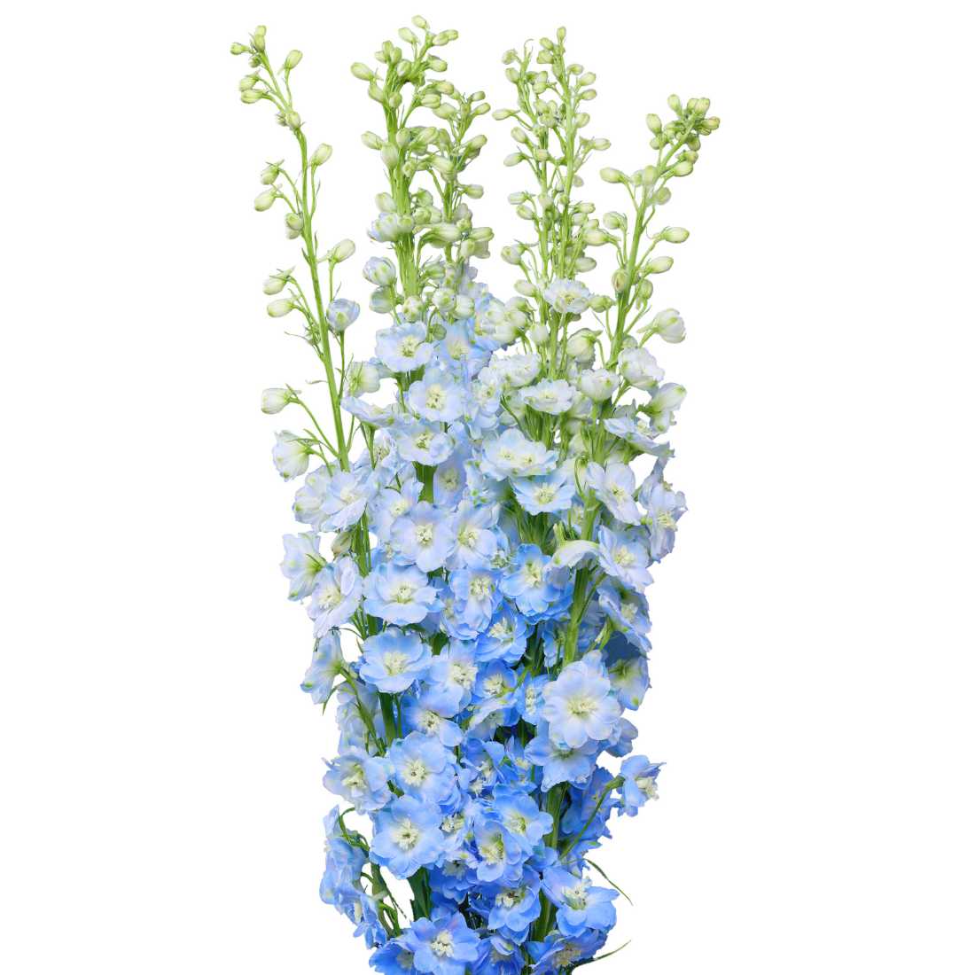 Delphinium - Rio Roses